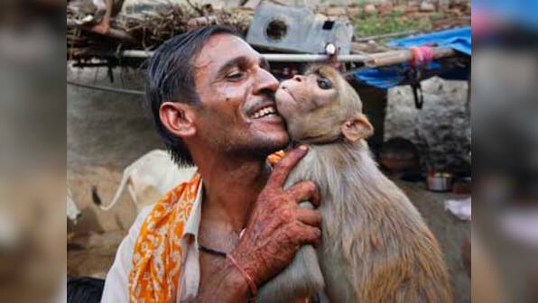 Chimps not cancer prone unlike humans