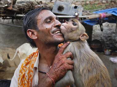 Chimps not cancer prone unlike humans Chimps not cancer prone unlike humans