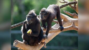 Vietnam soldier tortures monkeys, dismissed