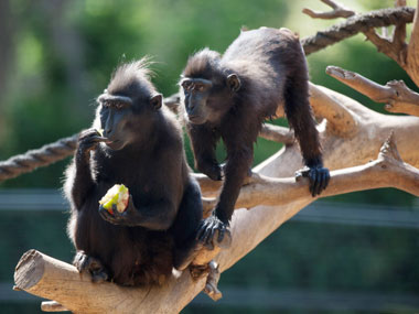 Vietnam soldier tortures monkeys, dismissed Vietnam soldier tortures monkeys, dismissed