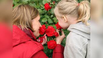 Fake nose made to help detect lung cancer