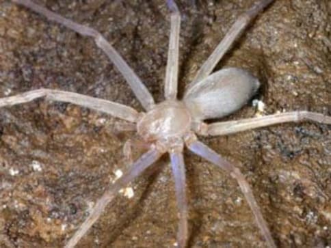 In a first, spider without eyes discovered in Laos cave-Living News ...