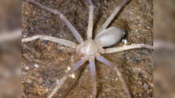 In a first, spider without eyes discovered in Laos cave