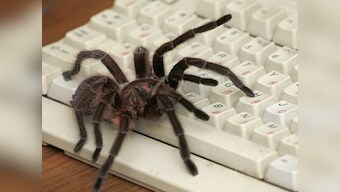 Barring human myths and phobias, spiders are inoffensive and integral part of life cycle