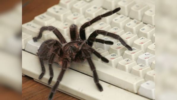 Barring human myths and phobias, spiders are inoffensive and integral part of life cycle
