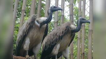 How pain medication is killing India's vultures