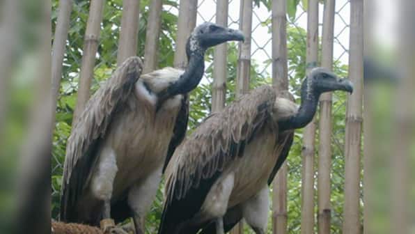 How pain medication is killing India's vultures