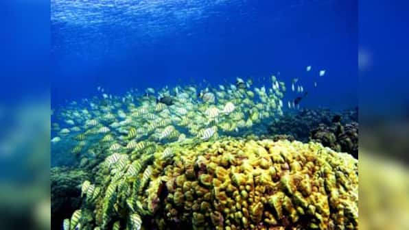 Brazil has lost 80 percent of coral reefs in 50 years