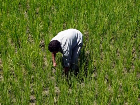 Farm loan waivers: A fresh round of economic crisis is in the making with populism taking lead in Asia’s third-largest economy Farm loan waivers: A fresh round of economic crisis is in the making with populism taking lead in Asia’s third-largest economy
