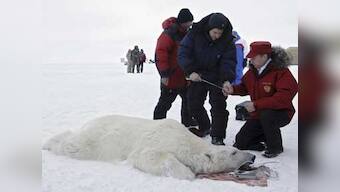 Polar bears to tigresses: Putin admits stunts were staged