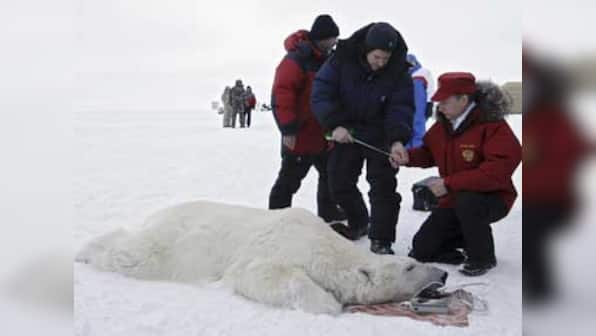 Polar bears to tigresses: Putin admits stunts were staged