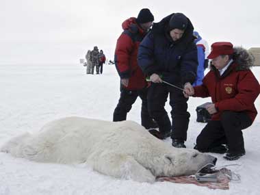 Polar bears to tigresses: Putin admits stunts were staged Polar bears to tigresses: Putin admits stunts were staged