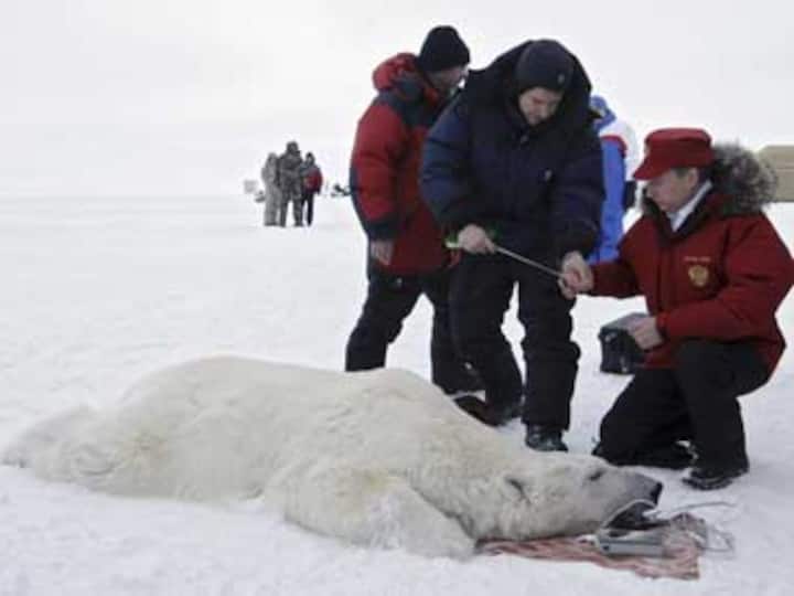 Polar bears to tigresses: Putin admits stunts were staged Polar bears to tigresses: Putin admits stunts were staged