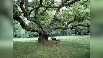 UK's immortalised chestnut trees on brink of extinction?