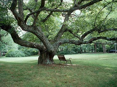 UK's immortalised chestnut trees on brink of extinction? UK's immortalised chestnut trees on brink of extinction?