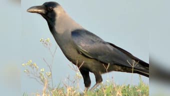 'Crows highly social like humans'