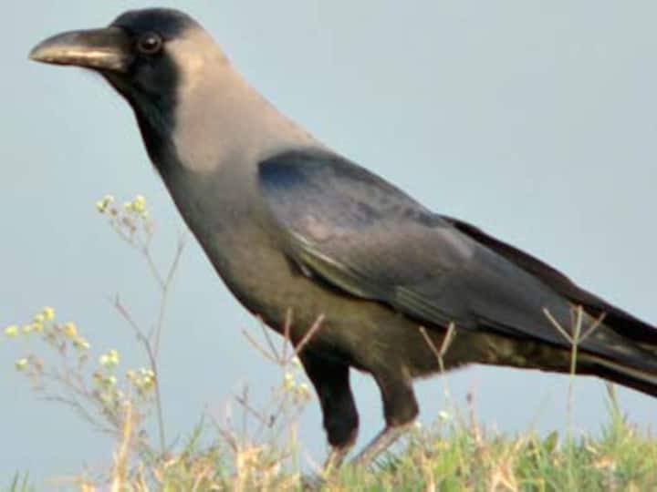 'Crows highly social like humans' 'Crows highly social like humans'