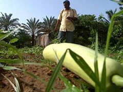 Monsanto wins GM cotton seeds patent case, may boost biotech investment in  India – Firstpost