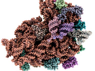 Fastest-known RNA switches may help combat HIV Fastest-known RNA switches may help combat HIV