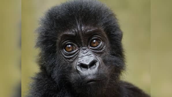 Twenty-five primate species on the verge of extintion