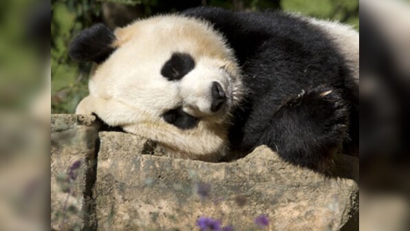 Did prehistoric men eat pandas?
