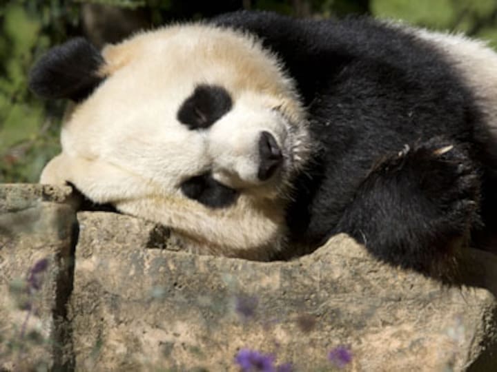 Did prehistoric men eat pandas?