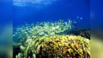 Human skin fungus found on deep sea animals