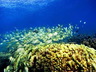 Human skin fungus found on deep sea animals
