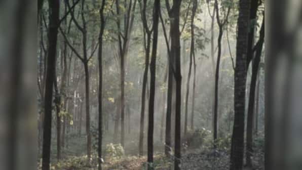 Himachal Pradesh courts orders state to tag all trees with radio frequency identification tags