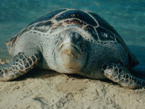 this-sea-turtle-population-is-almost-all-female-thanks-to-climate-change-huffpost