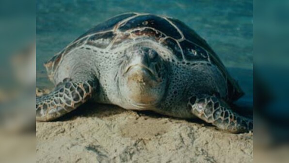 Maharashtra forest department announces Rs 5,000 reward for information on sea turtle eggs