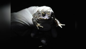 Researchers find rare frog that fights with 'Wolverine' spikes