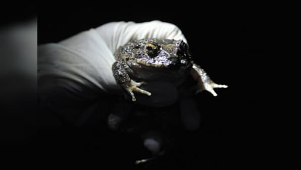 Researchers find rare frog that fights with 'Wolverine' spikes