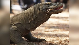 More chores, shorter life for female Komodo Dragons