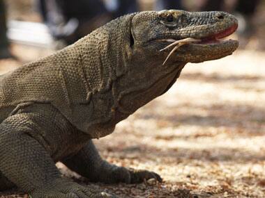 More chores, shorter life for female Komodo Dragons