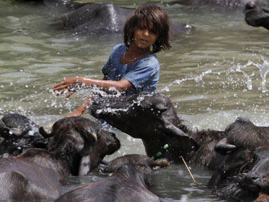 Rumi's teachings, principles of Sufism show why abstaining from animal slaughter is crucial in search for divine love Rumi's teachings, principles of Sufism show why abstaining from animal slaughter is crucial in search for divine love
