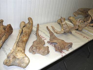 Predator X: Monstrous marine reptile demystified