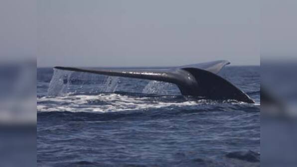 Mass stranding of whales found on coast of North Andaman Island