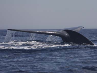 Mass stranding of whales found on coast of North Andaman Island Mass stranding of whales found on coast of North Andaman Island