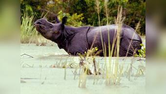 Kaziranga open to tourists from 1 November after rainy season