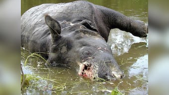 Forest officials to raid villages to curb poaching by electrocution