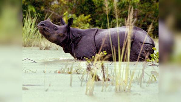 Two rhino poachers arrested in Assam