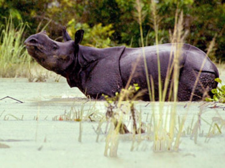 Two rhino poachers arrested in Assam
