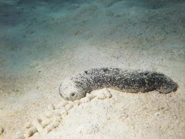 Can marine animals help you look younger? Can marine animals help you look younger?