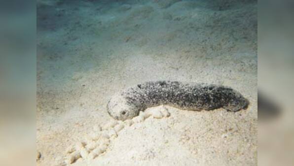 Can marine animals help you look younger?