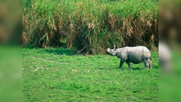 Kerala to host India's first biodiversity congress in December