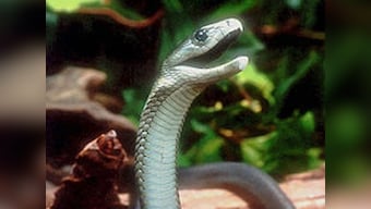 Deadly snake venom better painkiller than morphine?
