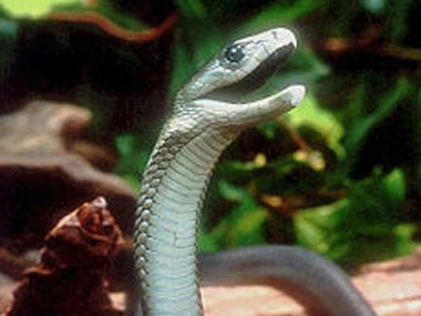 Deadly snake venom better painkiller than morphine? Deadly snake venom better painkiller than morphine?