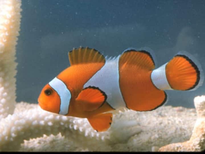 Omega-3 fatty acids boost working memory