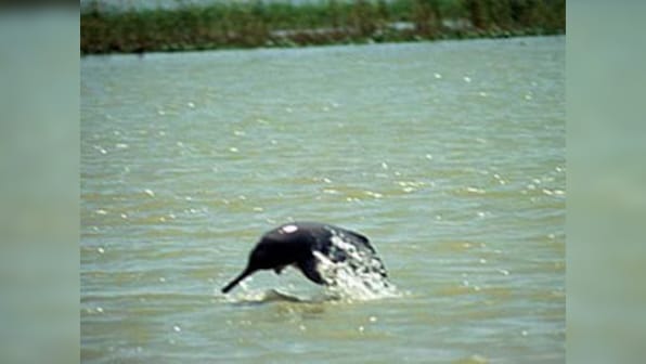 Bihar observes Dolphin Day to save Gangetic species